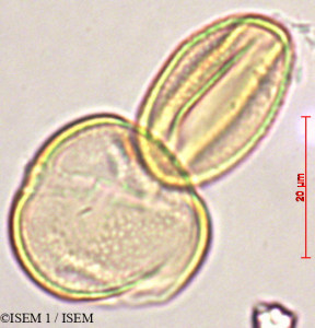 ISEM 1/Adenocarpus_hispanicus_27855/Adenocarpus_hispanicus_27855_0001(copy)_thumb.jpg